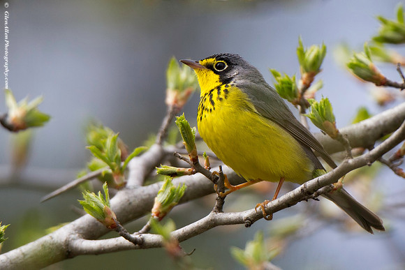Canada Warbler