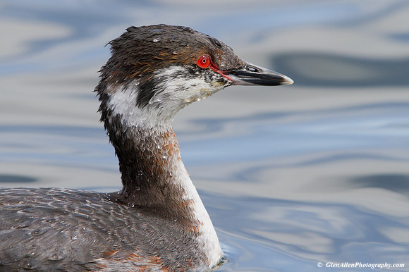 Horned Grebe