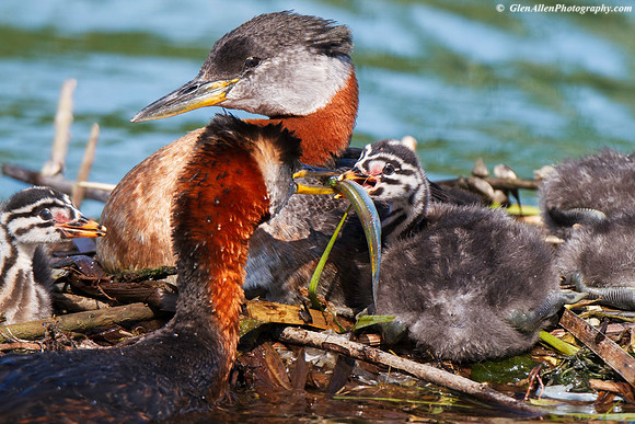 Red-necked Grebe