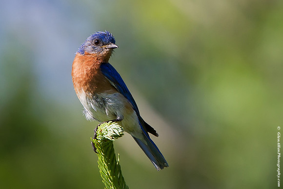 Eastern Bluebird