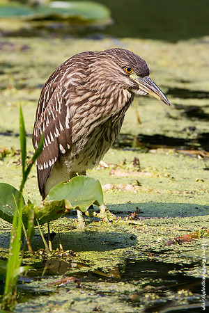 Black-crowned Night-Heron (Juvenile)