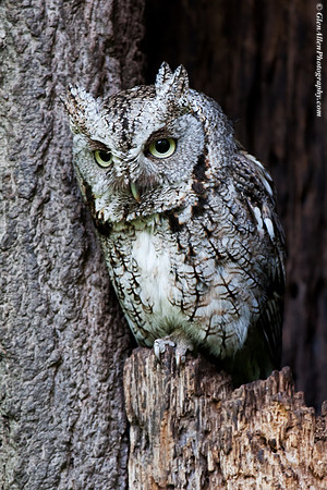 Eastern Screech-Owl