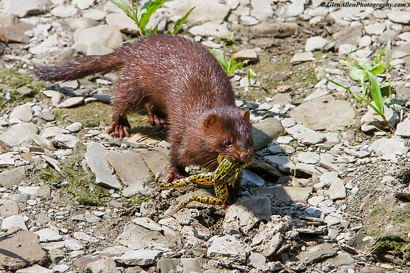 Mink