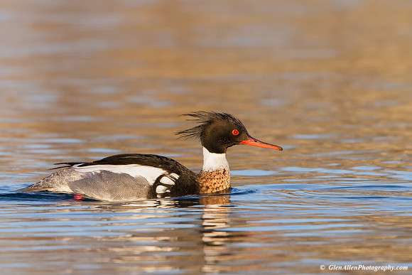 Red-breasted Merganser