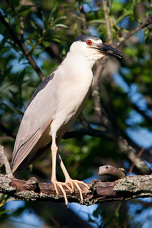 Black-crowned Night-Heron