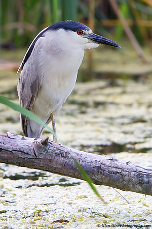 Black-crowned Night-Heron
