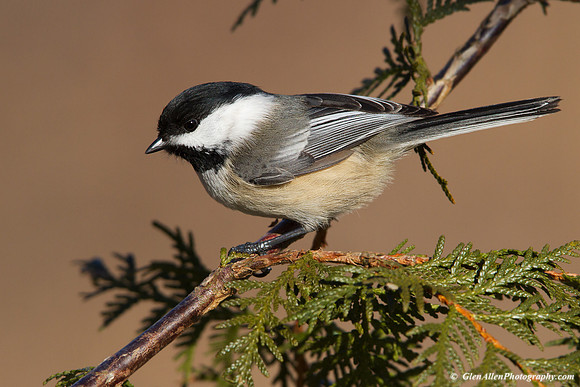 Black-capped Chickadee