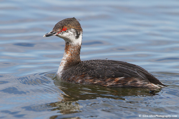 Horned Grebe
