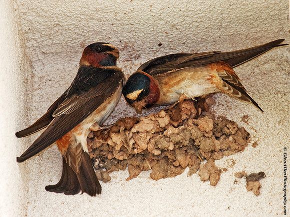 Cliff Swallows
