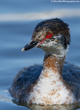 Horned Grebe