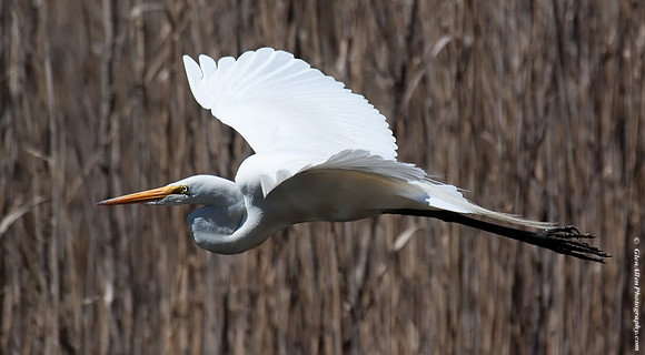 Great Egret