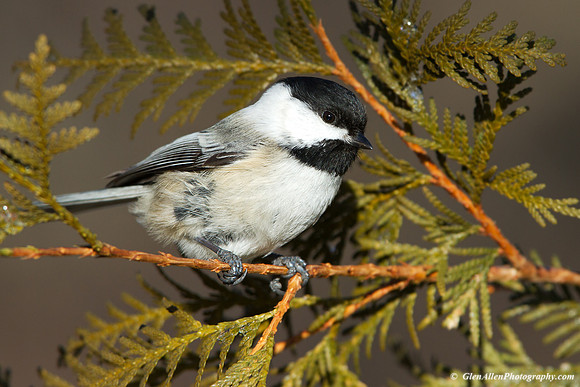 Black-capped Chickadee