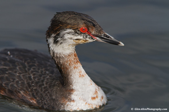 Horned Grebe