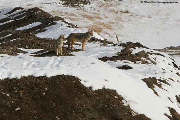 Coyote