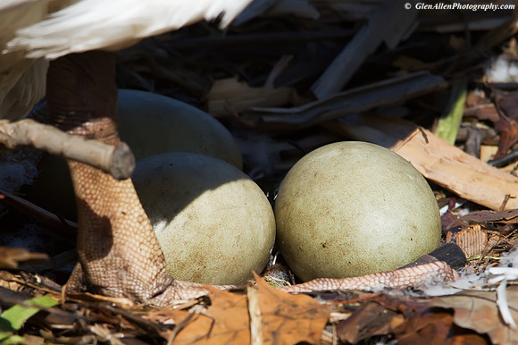 Mute Swan Eggs