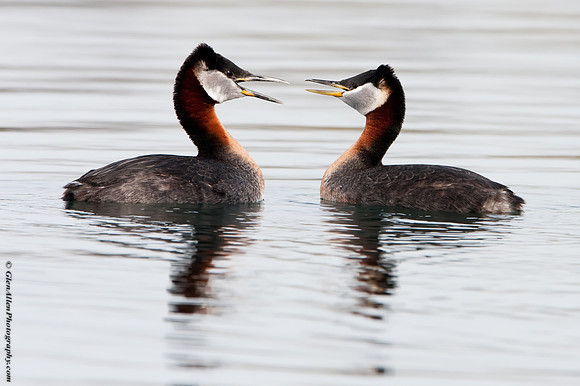 Red-necked Grebes