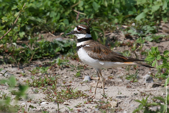 Killdeer