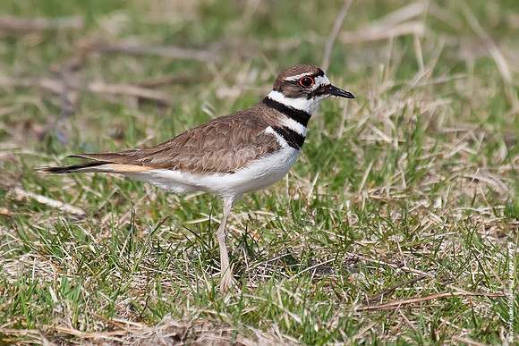 Killdeer