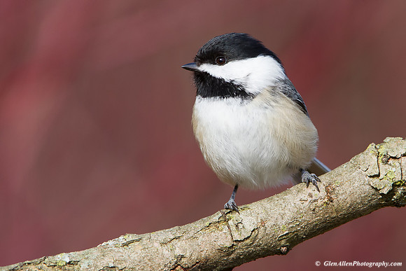 Black-capped Chickadee