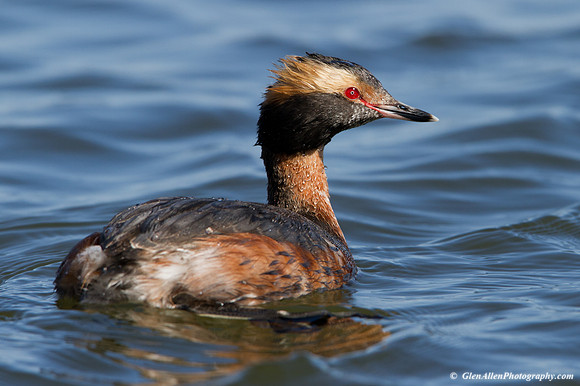 Horned Grebe
