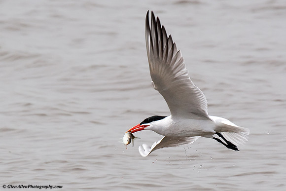 Caspian Tern