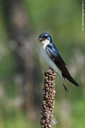 Tree Swallow