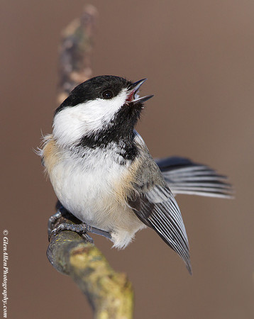 Black-capped Chickadee