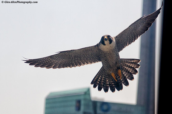 Peregrine Falcon