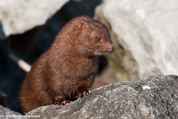 Mink