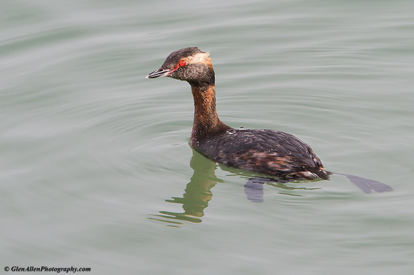Horned Grebe