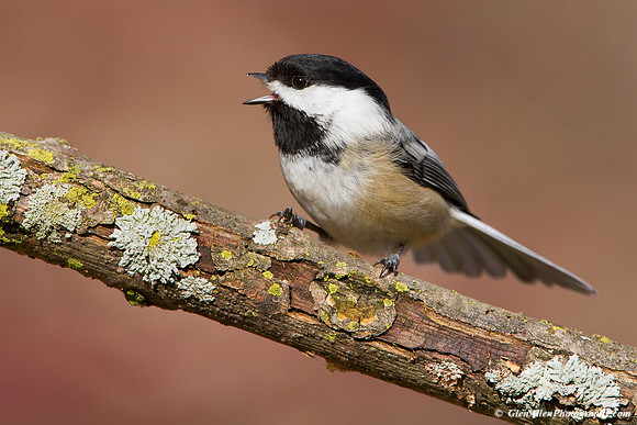 Black-capped Chickadee