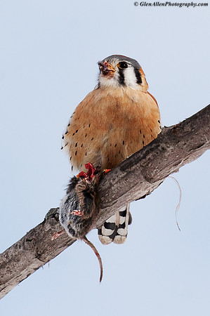 American Kestrel