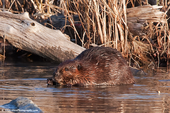 Beaver