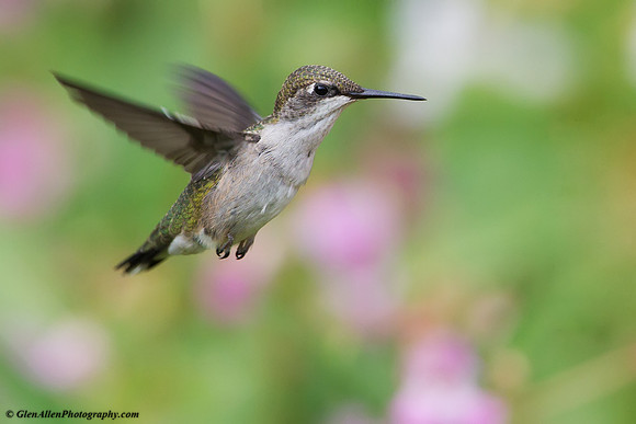 Ruby-throated Hummingbird