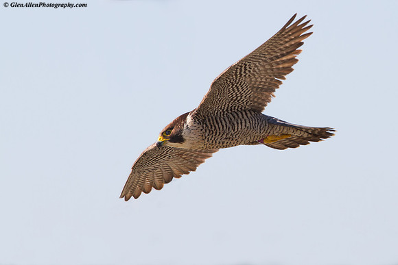 Peregrine Falcon