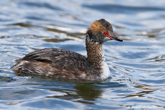 Horned Grebe
