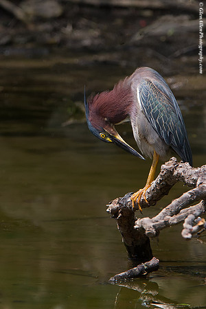 Green Heron
