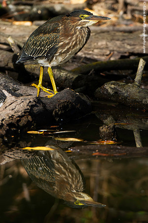 Green Heron
