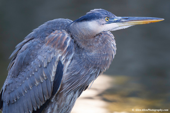 Great Blue Heron