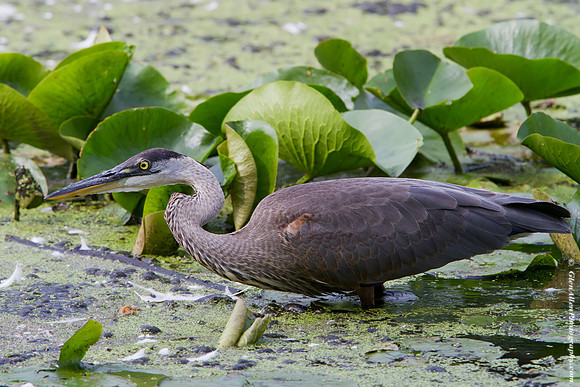 Great Blue Heron