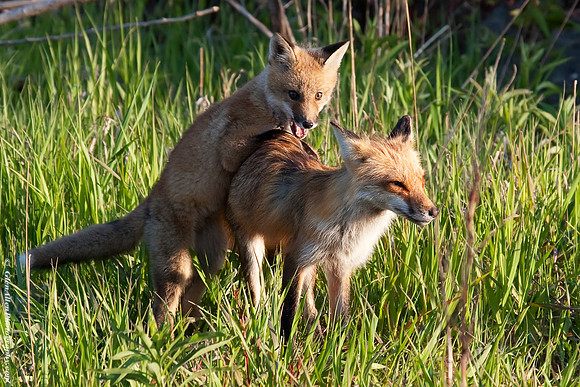 Fox Pup/Kit