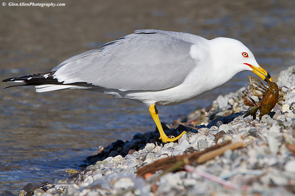 Ring-billed Gull
