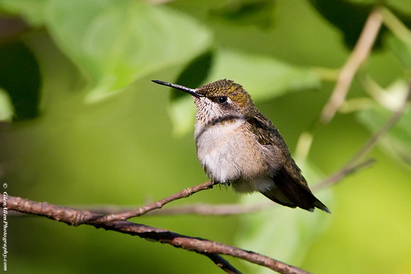Ruby-throated Hummingbird