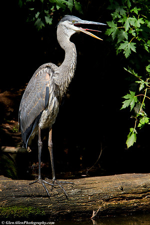 Great Blue Heron