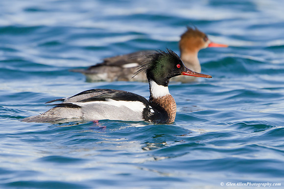 Red-breasted Merganser