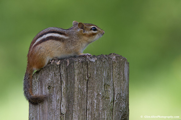 Chipmunk