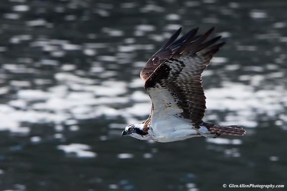 Osprey